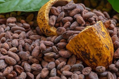 cocoa